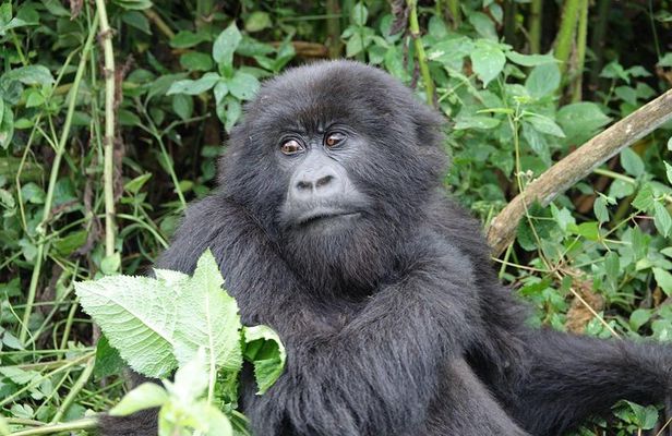 Gorilla trekking Transfer From Kigali