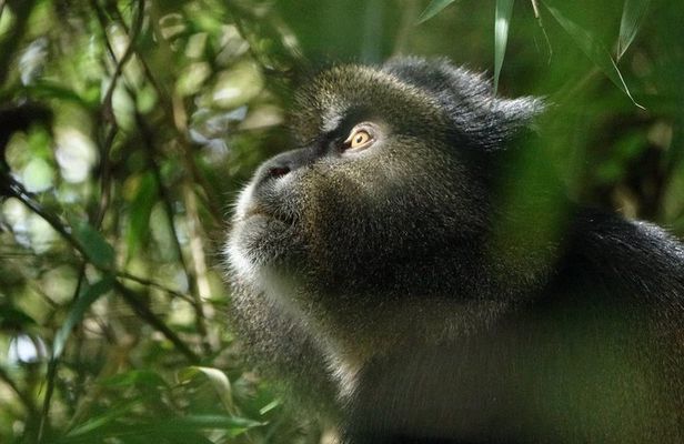 One Day Golden Monkey and Cultural tour 