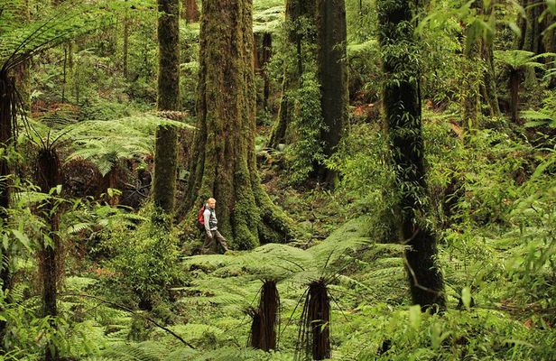 Hike New Zealand's finest forest - Whirinaki forest