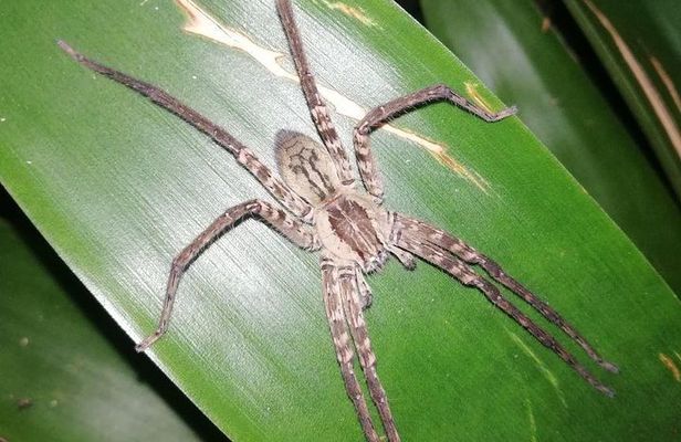 Night tour La Fortuna