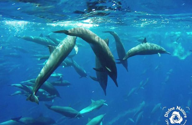 Dolphin and Whale Watching Tour in Drake Bay as seen on National Geographic