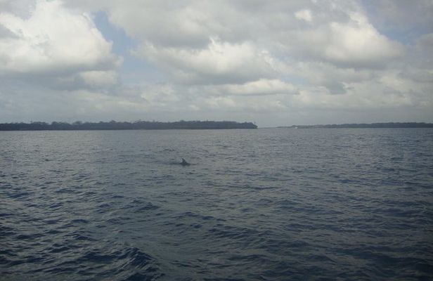 Dolphin and Snorkeling Full-Day Tour from Diani Beach, Mombasa