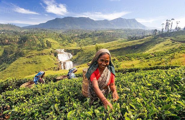 5-Day Sri Lanka Central Highlands Tour