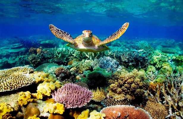 4 Day Cairns: Daintree Rainforest, Reef, Kuranda & Paronella Park