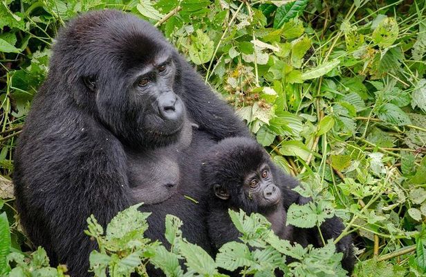 Gorilla Tracking & Batwa Culture Experience