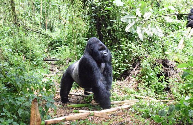 Lowland Gorilla trekking in Kahuzi-Biega National Park