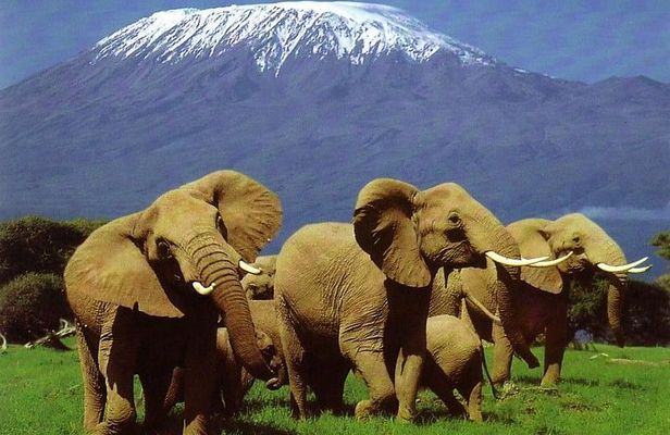 2 Days Amboseli Safari