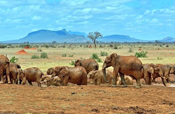 Private 3 Day Tsavo East Safari from Mombasa