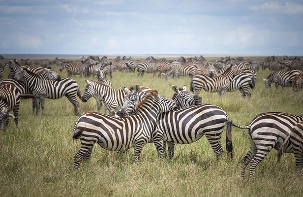 3-Day Classic Serengeti Safari