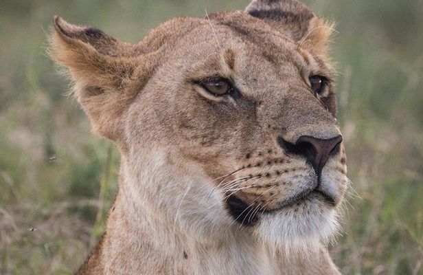 3-Day Selous Reserve mid-Range Safari