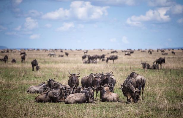8 Days Great Wildebeest Calving Migration Safari from Arusha