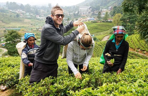 4 Day Tour to Kandy Nuwara Eliya Ella & Udawalawe Safari From Negombo
