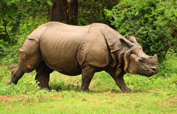 Kaziranga Indian Big Five Wildlife Tour