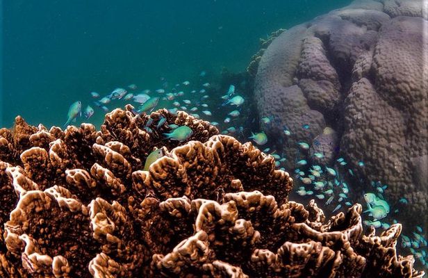 Ningaloo Reef Snorkel and Wildlife Adventure