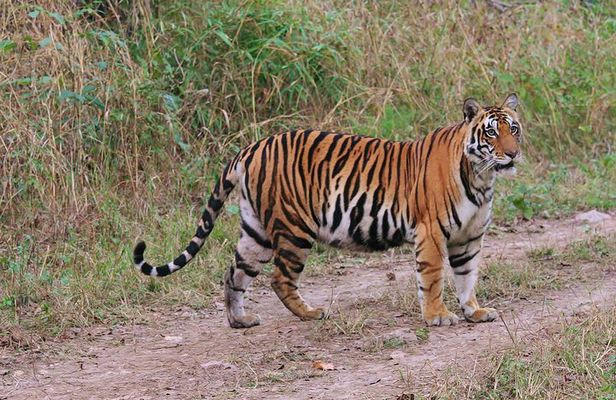 Sariska Tiger Reserve Tour Of India