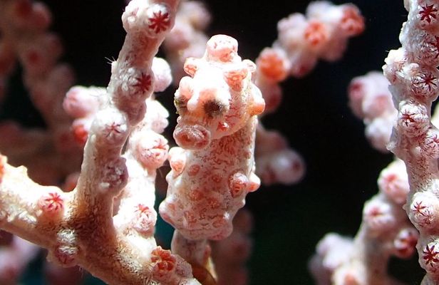 Scuba Diving at Gili Mimpang and Gili Tepekong