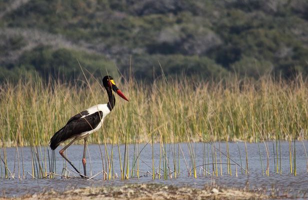 3-Day Guided Tour: Maputo Special Reserve