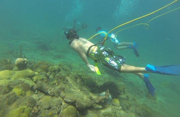 OCTOPUS DIVING (hookah diving) NO Experience Needed