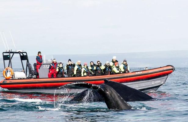 Big Whales & Puffins RIB boat tour from Húsavík