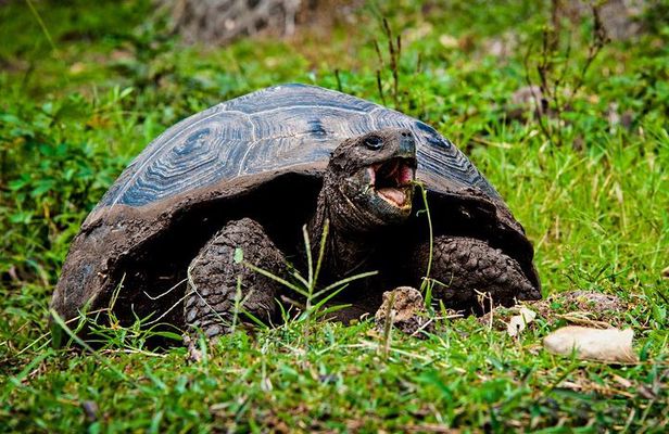 Galapagos By Land And Sea 4d-3n