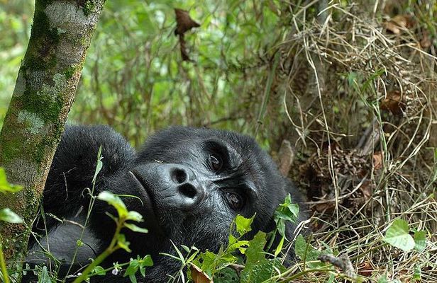6-Day Uganda Gorilla Adventure (Fly-in)