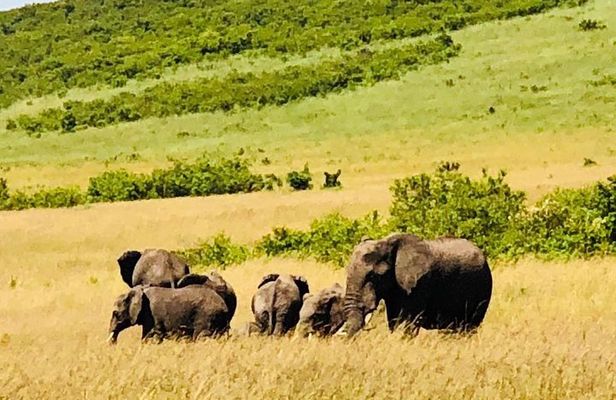 8 Days Group Masai Mara, Manyara , Serengeti and Ngorongoro