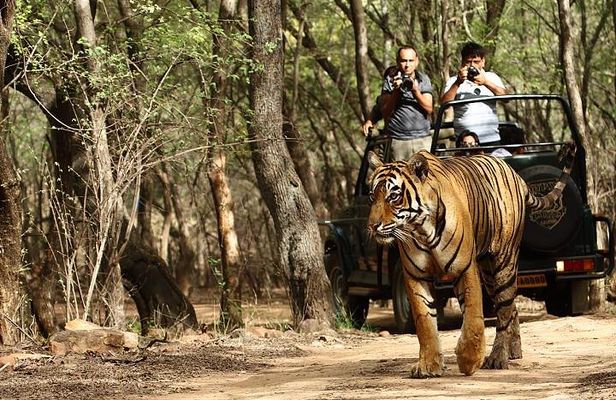 03 Days Private Wildlife Ranthambore Tiger Tour from Jaipur