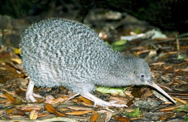 Overnight Experience Tour on Kapiti Island