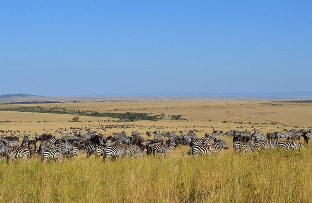 7 days itinerary touring Masai Mara, Nakuru, Amboseli, both Tsavo ending Mombasa