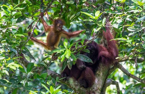 2D1N Sandakan Private Tour with Kinabatangan River Cruise