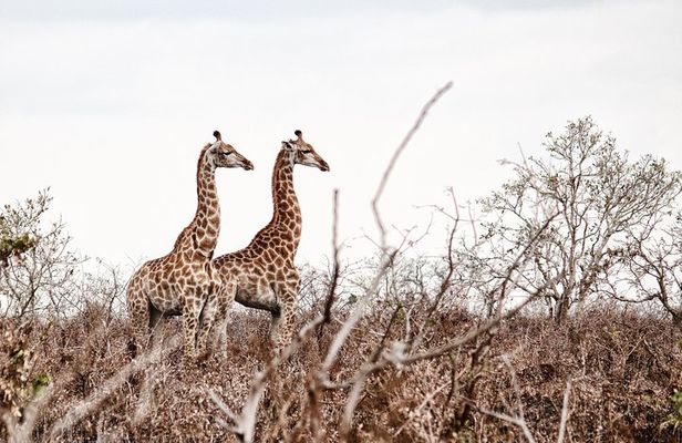 Kruger National Park - 2 Days (Open Vehicle)