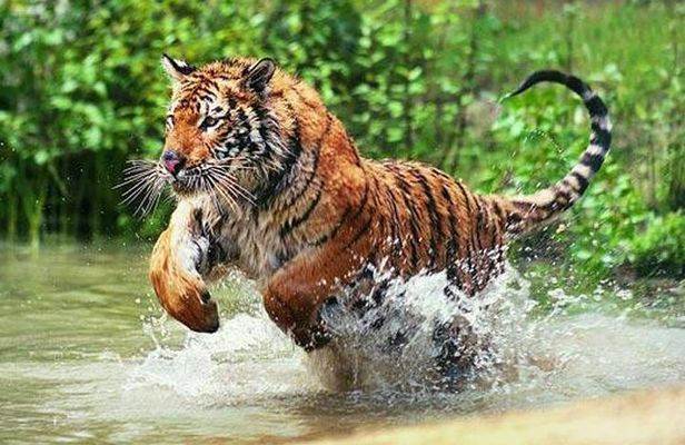 Adventures Ranthambore Wildlife Safari Tour from Delhi with Safari Rides
