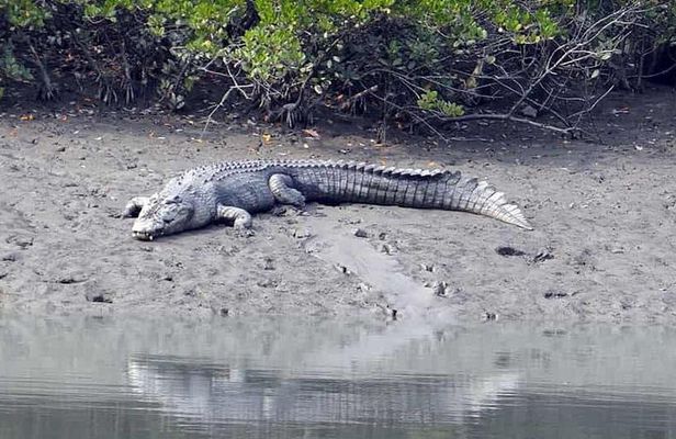 Exploring the beauty of Sunderban