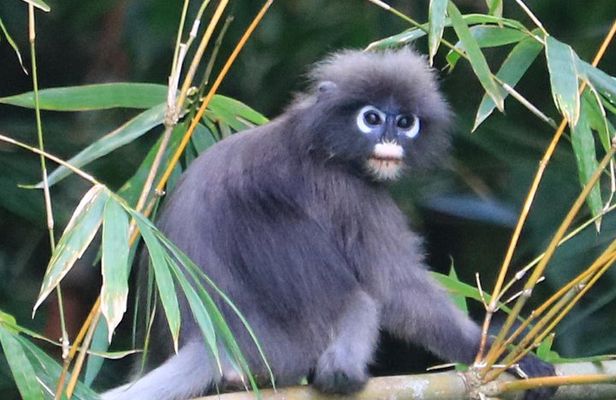 Khao Sok Wildlife 2 Days