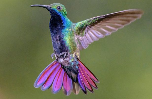 Hummingbirds of Colombia mini tour. 3d/2n