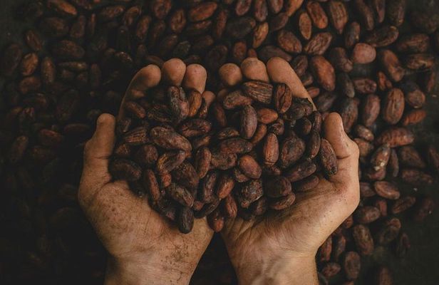 2-Day Exclusive Coffee and Cacao Experience