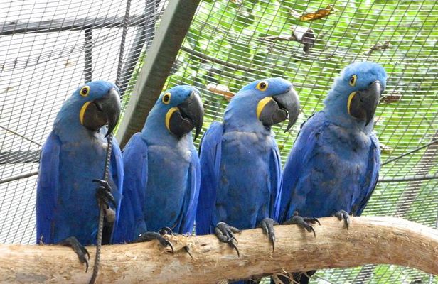 4 Days and 3 Nights 3 Stars Hotel Iguassu Falls - Private Tours