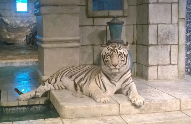Houston City Tour and Downtown Aquarium All Rides Pass