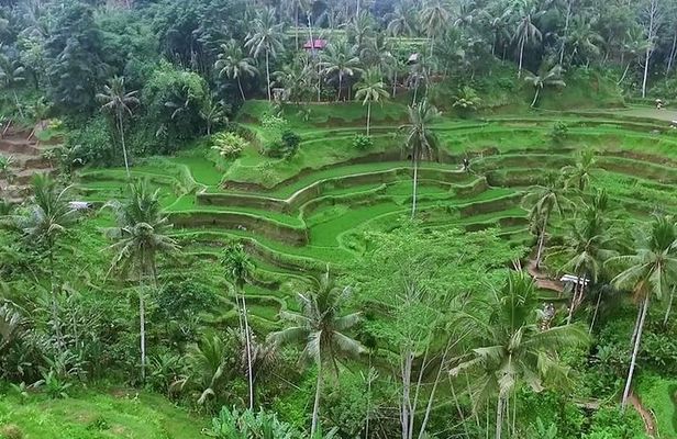 Full Day Bali Private Top Tour Attractions 10-12 hours