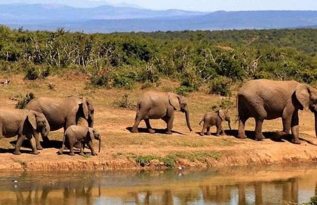 4 days wildlife safaris in uganda