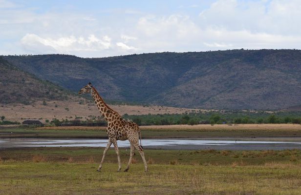 Pilanesberg National Park Full-Day Tour from Johannesburg