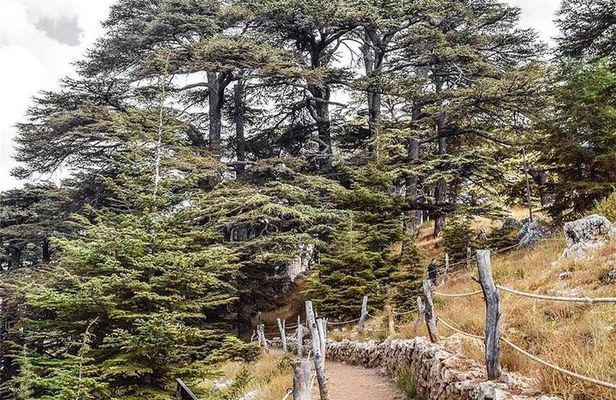 Cedars of Lebanon, Qozhaya, & Bcharre - With Lunch (4G on Board)