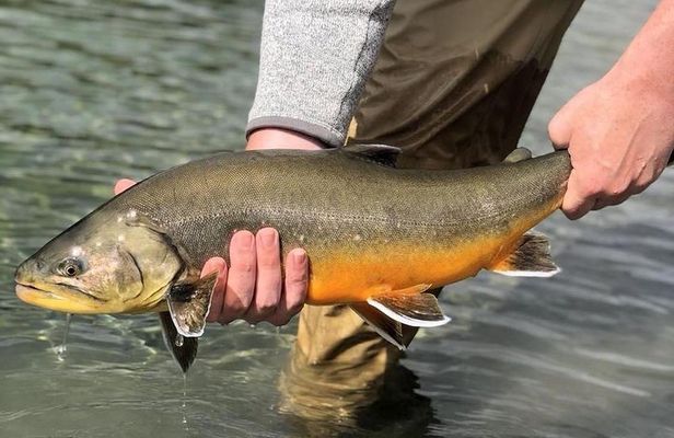 Private Lake and River Fishing Tour from Reykjavik