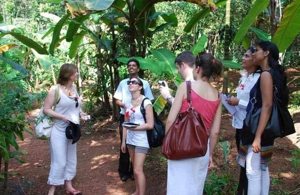 Spice Tour And Home-Cooked Goan Lunch At An Organic Plantation