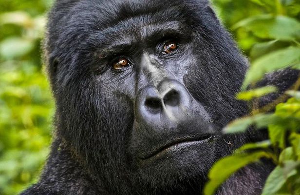 5 days gorilla & Wildlife safari in Uganda