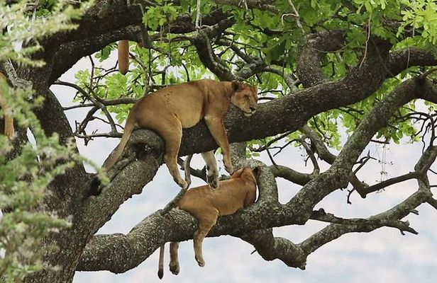 8 days Uganda Primate & Wildlife safari tour