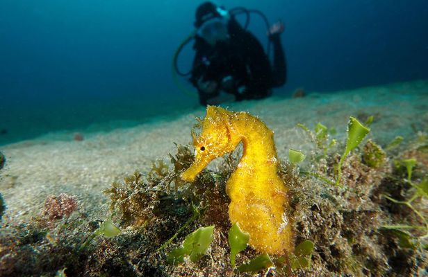 Make a private Try Dive, for your first Scuba experience!