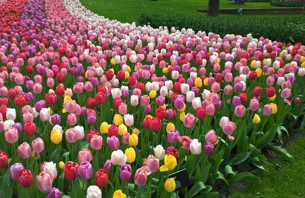 Keukenhof's Tulips and Windmills Small-Group Tour from Amsterdam