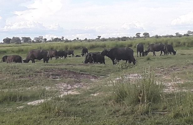 Chobe Day Trip Starting From Victoria Falls