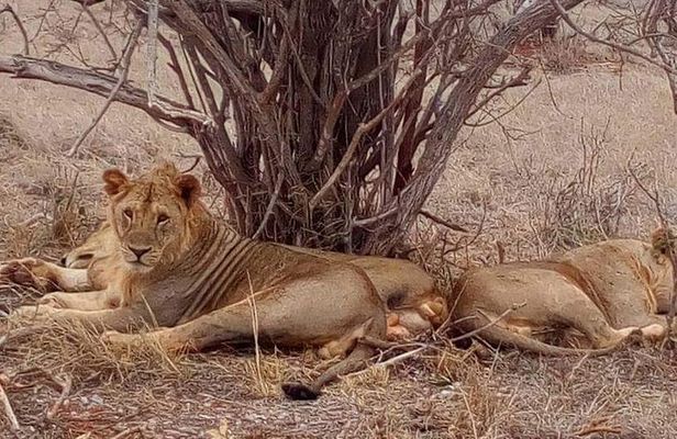 4-Days Great Amboseli, Tsavo East & West Safari Kenya